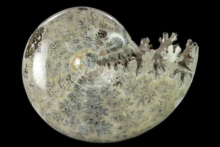 Polished, Agatized Ammonite (Phylloceras?) - Madagascar #132135